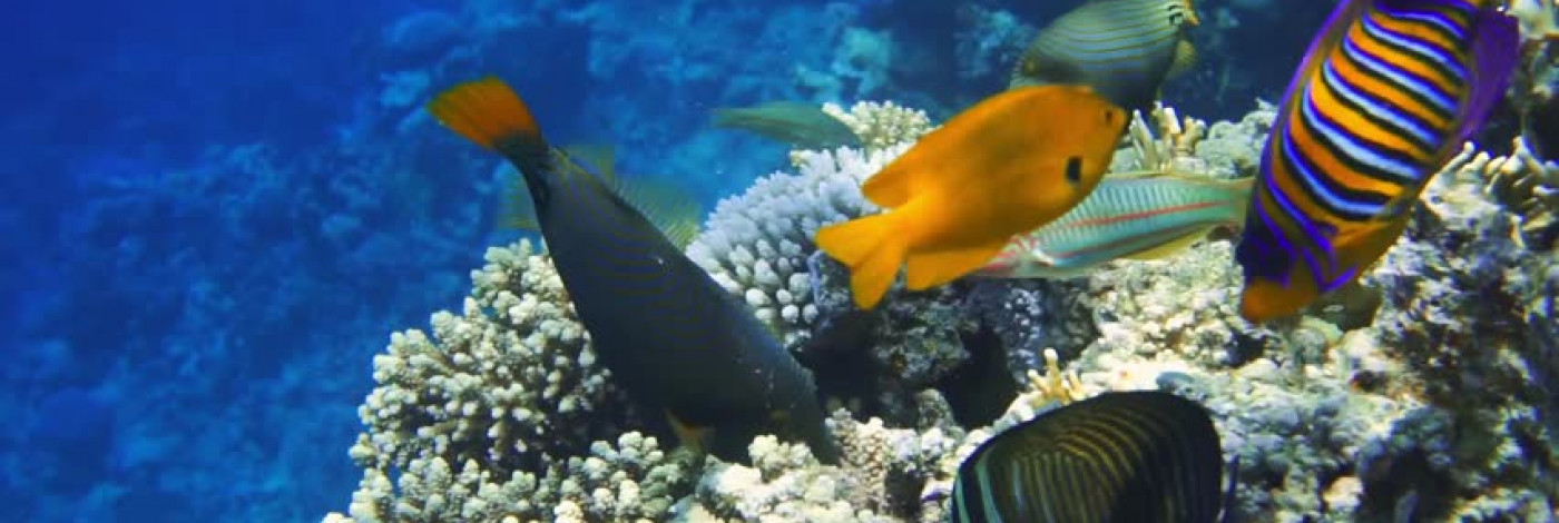 Escursioni nel Mar Rosso Sharm el Sheikh