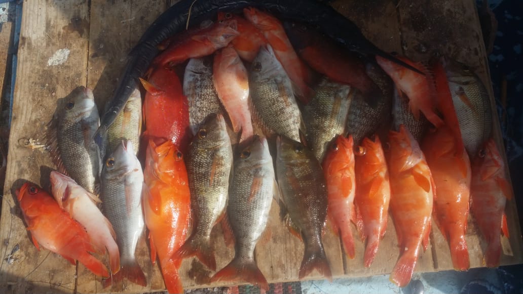 private Fishing in Dahab from Sharm El Sheikh