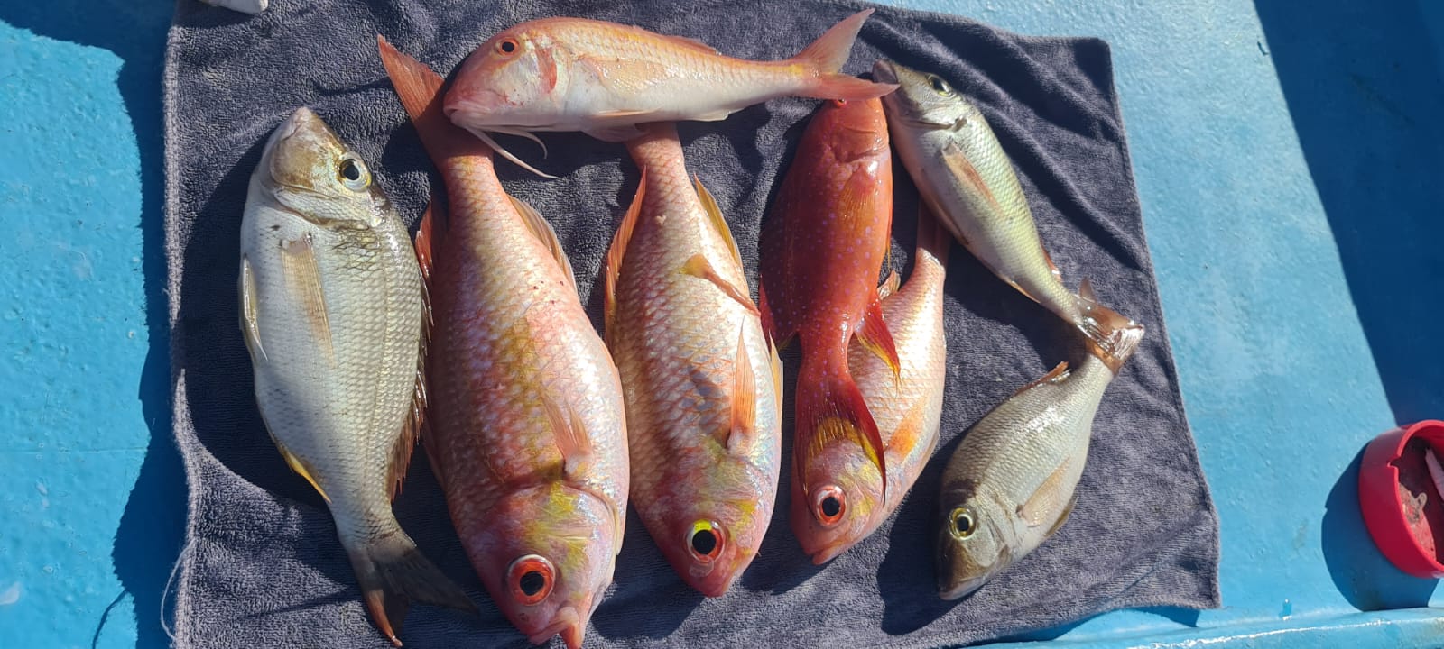 private Fishing in Dahab from Sharm El Sheikh