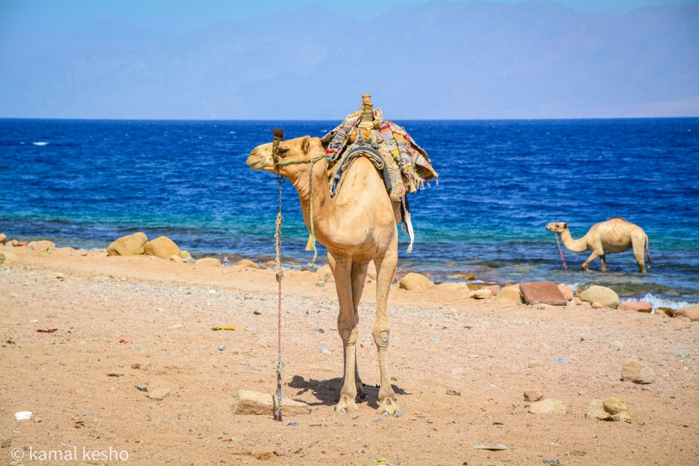 Dahab 5 in 1 Escursione 3 Pools Snorekling, Safari